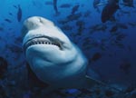 Bull Shark shows its teeth