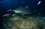 Bull shark accompanied by reef fish
