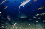Bull shark comes from deep water