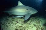 Bull Shark with two Remoras