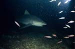 Bull shark on the Shark Reef