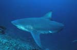Bull shark in front of the reef