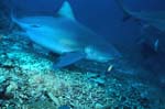 Bull shark visited the reef