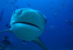 Bull Shark picture close up