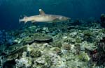 Whitetip Reef Shark on the reef