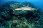 Whitetip reef shark in the coral reef