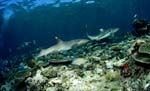 Whitetip reef shark and Blacktip reefshark