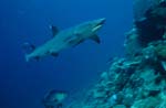 Whitetip Reef Shark swimming over reef 