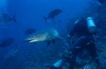 Whitetip reef shark and diver
