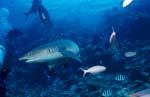 Whitetip reef shark swimming over reef 
