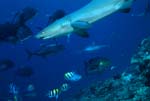 Whitetip reef shark and Giant trevallys