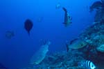 Patrouillierender Weissspitzen-Riffhai am Shark Reef