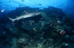 Whitetip reef shark swimming over reef 
