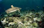Blacktip reef shark swimming over reef