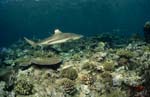 Blacktip reef shark on the reef
