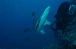 Gray reef shark, (Carcharhinus amblyrhynchos)