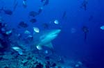Bull shark with reef fishes