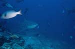 Bullenhai Patrouillie am Shark Reef