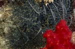 Red soft coral with feather star