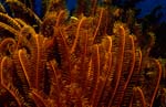 Feather star (Comanthina sp.)