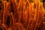 Feather star (Comanthina sp.)