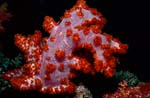 soft-coral (Dendronephthya sp)