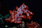 Soft-coral(Dendronephthya sp)</