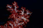  Soft coral(Dendronephthya sp)