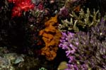 Soft coral and hard corals