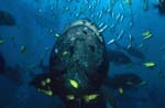 Giant grouper (Epinephelus lanceolatus)