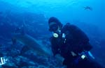 Weissspitzen-Riffhai und Taucher am Shark Reef