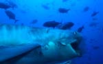 Tiger shark (Galeocerdo cuvier)</b>