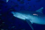Tiger shark - Tiger shark photos