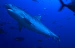 Tiger shark -picture