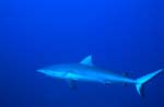 Gray reef shark (Carcharhinus amblyrhynchos)