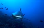 Whitetip reef shark frontal