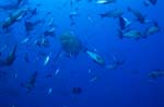 Bull shark surrounded by fish