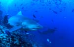 Bull shark swims towards open water 