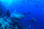 Bull shark at the reef edge