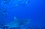 Bull shark swims towards the open sea