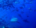 Bull sharks at the reef edge