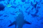 Bull shark swims vertically up