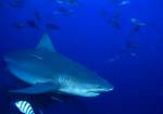 Bull shark in the blue South Pacific water