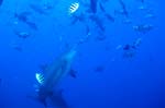 Bull shark swims upwards