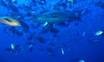 Bull shark and countless fishes