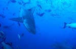 Bull shark dives