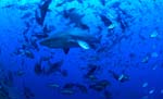 Bull sharks in the middle of fishés