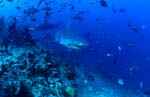 Bull shark on reef exploration