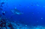 Bull shark patrols at the reef edge