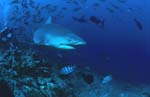 Bull shark (Carcharhinus leucas)